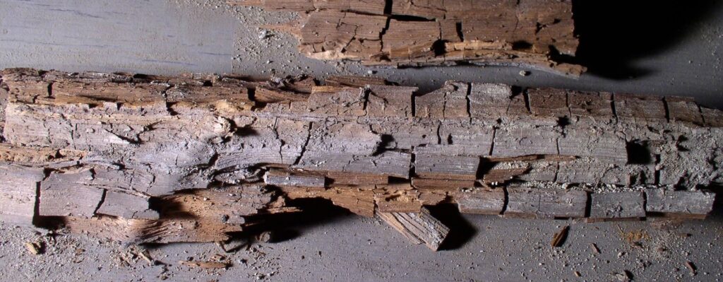 Wood Rot