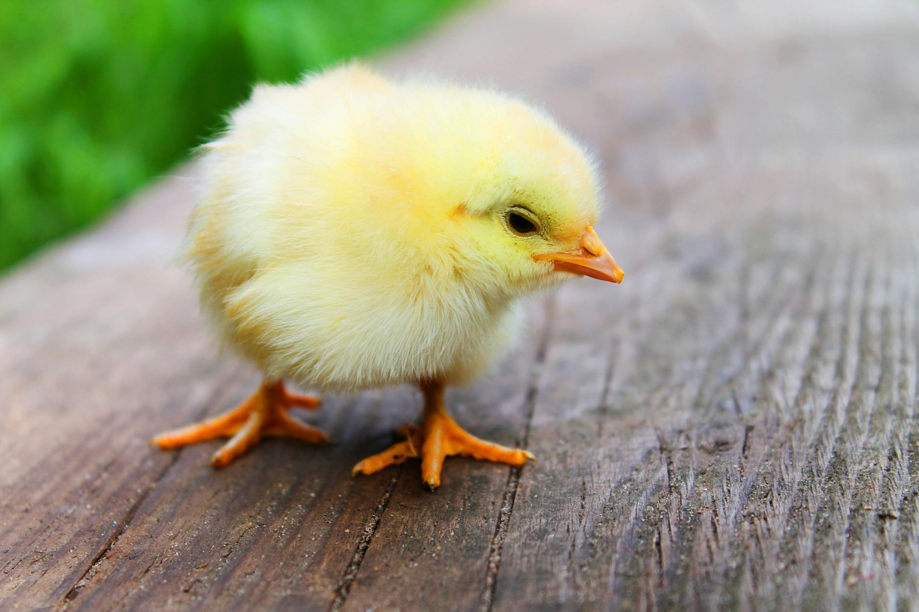 shallow focus photography of yellow chick